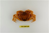 藏品(拉氏清溪蟹)的圖片